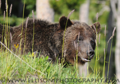 Grizzly Bear in the Rockies