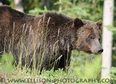 Grizzly Bear in the Rockies