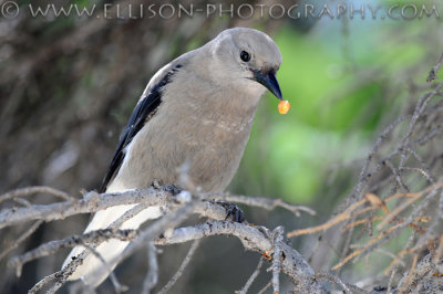 Clark's Nutcracker