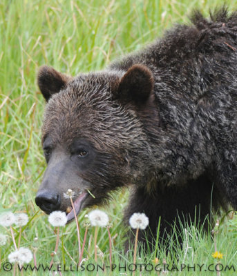 Grizzly Bear in the Rockies