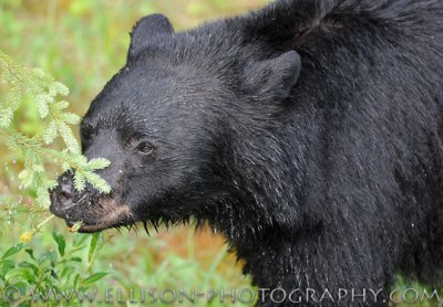 Black bear feeding on dandelions