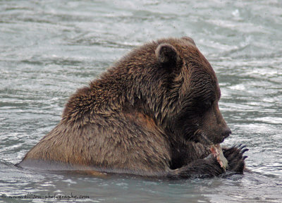 Grizzly Bear at Chilkoot River