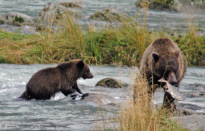 Grizzly Bear sow and cub at Chilkoot River