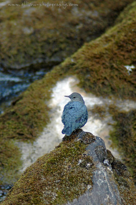 American dipper