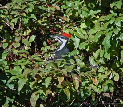 Pileated Woodpecker