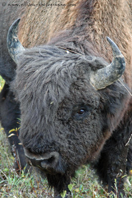 Bison