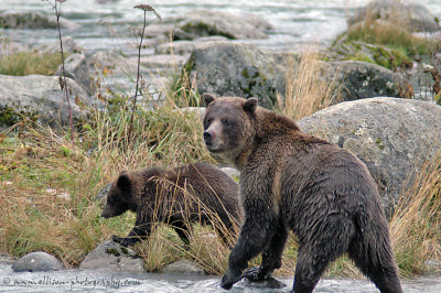 Grizzly Bear sow and cub at Chilkoot River