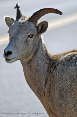 Bighorn, Rocky Mountain & Stone Sheep