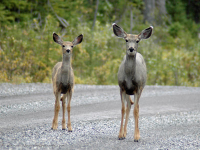 Deer on Spray Lakes Road