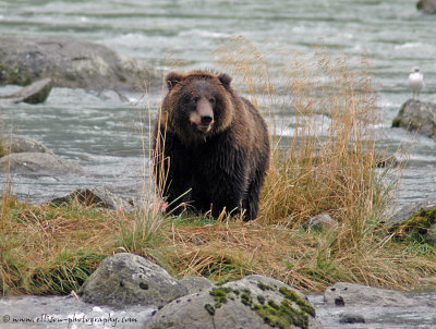 Grizzly Bear at Chilkoot River