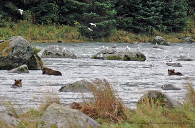 Grizzly Bear sow and cubs at Chilkoot River