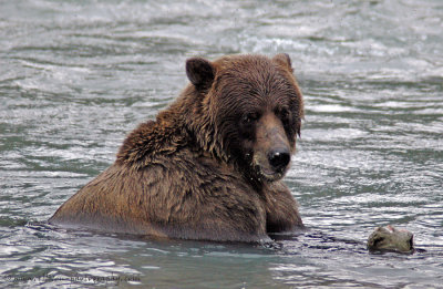 Grizzly Bear at Chilkoot River