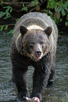 Grizzly Bear at Hannah Creek