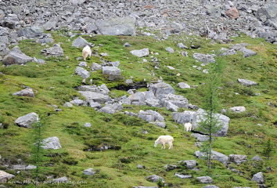 Mountain Goats on grassy slopes beneath All Soul's trail