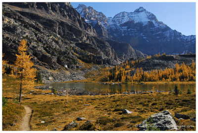 Autumn at Lake O'Hara - Opabin Plateau