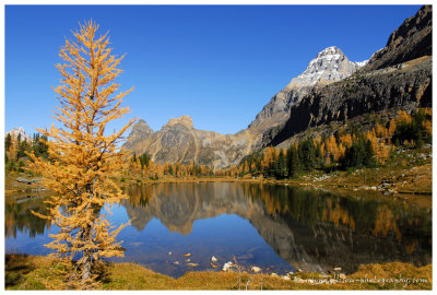 Autumn at Lake O'Hara - Hungabee Lake