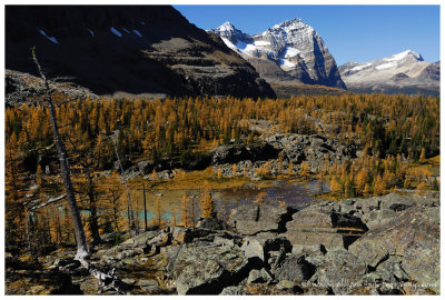 Autumn at Lake O'Hara - Opabin Plateau