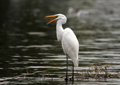 Great Egret