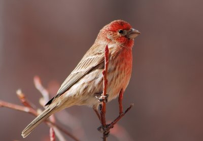 House Finch
