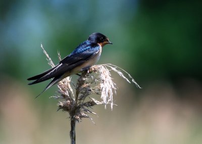 Barn Swallow