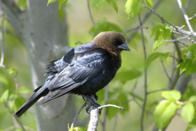 Male Cowbird