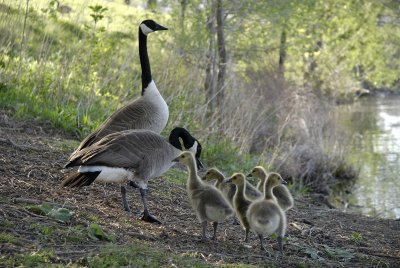 Canada Geese