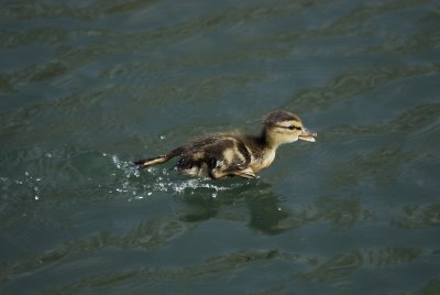 Mallard Duckling