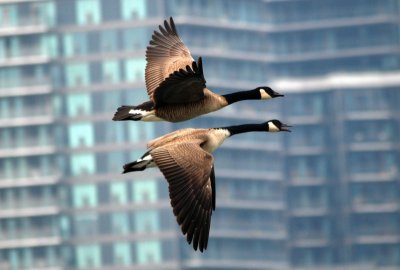 Canada Geese