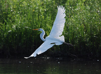 Great Egret