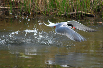 Tern with Dinner