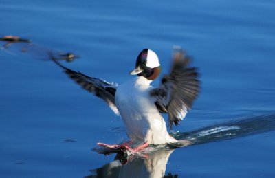 Bufflehead