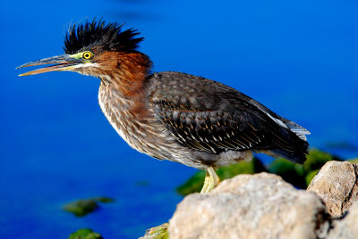 Green Heron