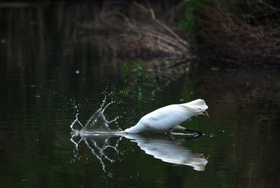 Great Egret Hunting