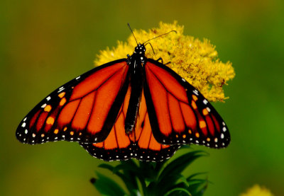 Monarch