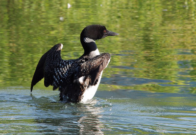 Common Loon