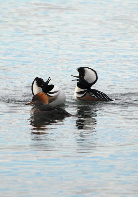 Hooded Mergansers Courting