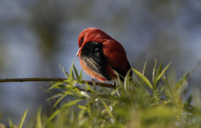 Scarlet Tanager