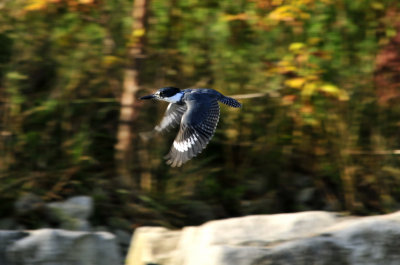 Belted Kingfisher