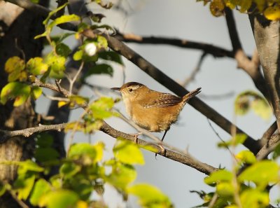 Wren