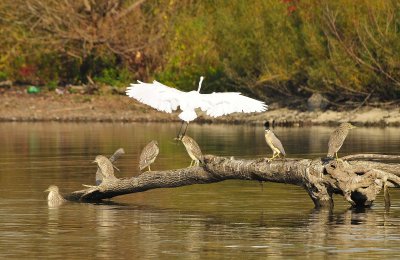 Great Egret Landing