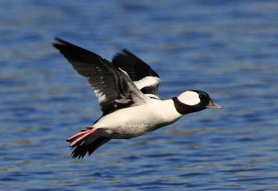 Bufflehead