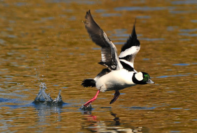 Buffleheads