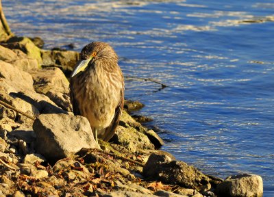 Juvenile Black Crowned Night Heron