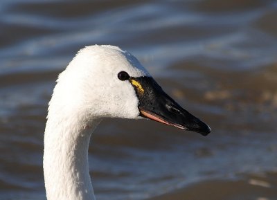 Tundra Swan