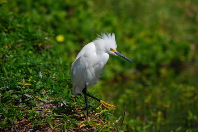 Snowy Egret