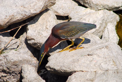 Green Herons