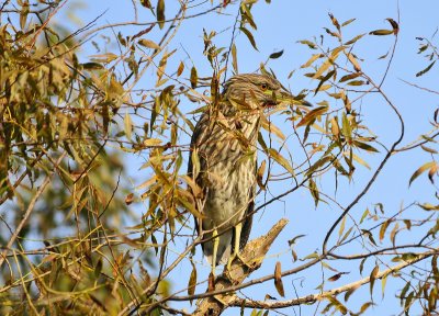 Juvenile Black Crowned Night Heron