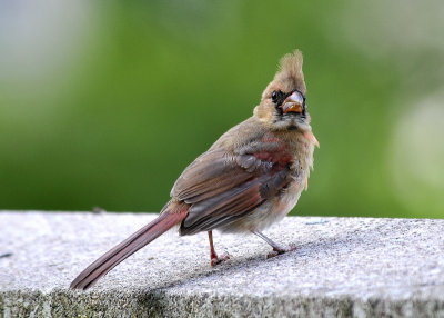 Juvenile Cardinal