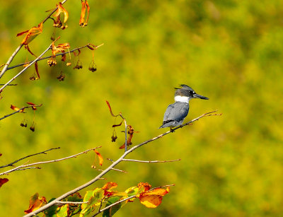 Belted Kingfisher