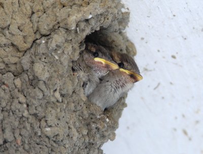 Just Hatched